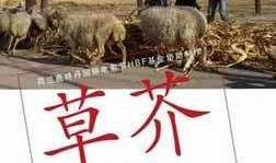 草芥在线观看,在线观看，探寻平凡人生的不凡力量