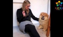 爆料比赛的狗狗是谁啊视频,爆料比赛中的神秘狗狗身份大揭秘！