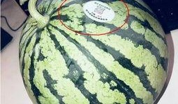 南充网红吃瓜,揭秘当地美食背后的故事