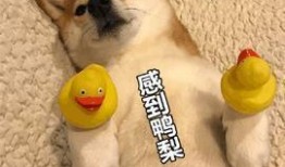 狗狗最新爆料图片表情包