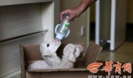 小绵羊酒店爆料视频