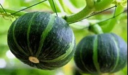 七月网红吃瓜事件真相揭秘,揭秘背后真相与真相背后的真相