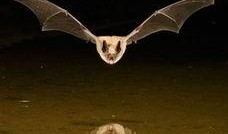 蝙蝠 在线观看,在线探索蝙蝠的奇妙世界