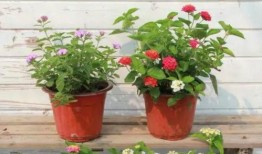 牡丹综艺爆料视频大全最新