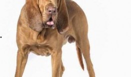 寻血猎犬爆料视频播放下载,独家下载解析