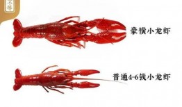 娃娃爆料小龙虾视频播放,小龙虾视频播放背后的惊人真相