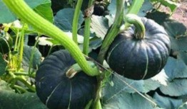 所有网红吃瓜视频,揭秘娱乐圈幕后真相