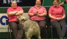 爆料比赛的狗狗是谁啊视频,爆料比赛中的神秘狗狗身份大揭秘！