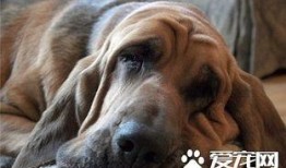 寻血猎犬爆料视频播放下载,独家下载解析