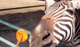 网红吃瓜君斑马,揭秘娱乐圈幕后真相