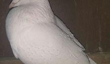 白鸽最新爆料辟谣图片