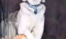 狗狗最新爆料图片表情包