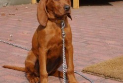 寻血猎犬爆料视频播放下载,独家下载解析