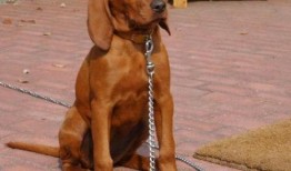 寻血猎犬爆料视频播放下载,独家下载解析