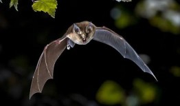 在线观看蝙蝠,揭秘神秘夜行者的奇幻世界