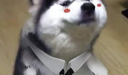 狗狗最新爆料图片表情包