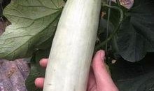 网红吃瓜的意义,揭秘网络时代的娱乐狂欢与社交风向标