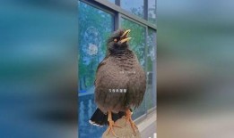 娱乐八哥i爆料,揭秘娱乐圈最新热点事件