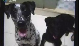 爆料比赛的狗狗是谁啊视频,爆料比赛中的神秘狗狗身份大揭秘！