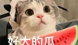 吃瓜网红被骗事件,揭秘网络诈骗背后的真相