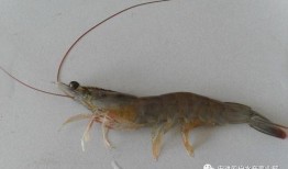 南美大白虾爆料视频,养殖、加工全流程大曝光