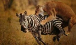 网红吃瓜君斑马,揭秘娱乐圈幕后真相